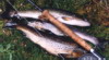 truchas en asturias,pesca truchas,asturias mosca,pesca a mosca pesca mosca